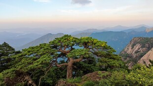 高山古松远眺山景