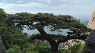 山巅苍松自然景观