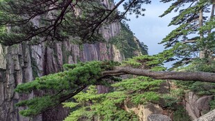 崖壁青松自然景致