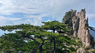 黄山奇松怪石风光