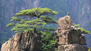 黄山迎客松风光