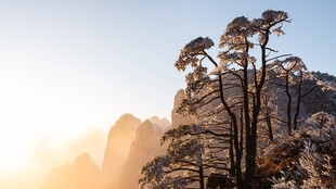 崖顶劲松晨光山景