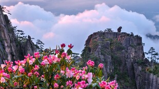 山巅花海奇石风光