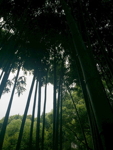 仰拍森林树木光影