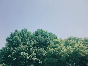 晴空下的绿树顶