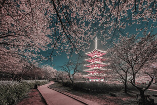樱花掩映五重塔