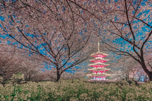 樱花掩映五重塔