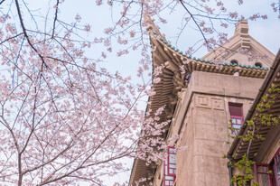 中式古建旁樱花盛开