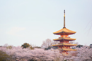 樱花掩映日式五重塔