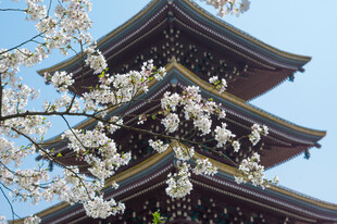 樱花掩映日式古塔