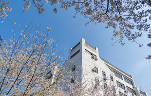 樱花掩映下的白色建筑