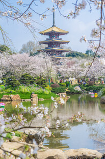 樱花湖畔五重塔春日风光