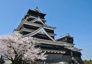 古城与春日樱花