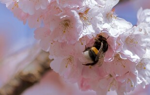 蜜蜂花间采蜜特写
