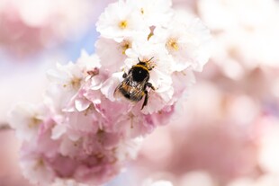蜜蜂采蜜春日粉花
