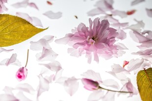 水面漂浮樱花小景