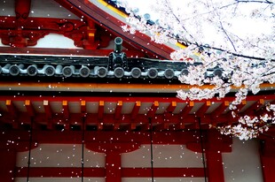 古建檐角樱花春景