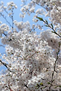 春日白花满枝映蓝天