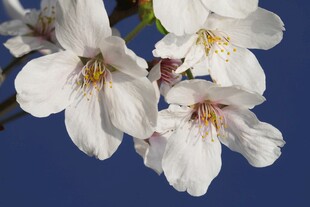 蓝底白色樱花特写