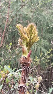 野生刺老芽刺龙包新芽