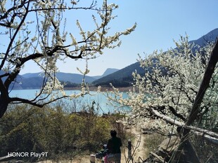 春日湖畔花树山景