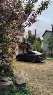 乡村春日花下停车