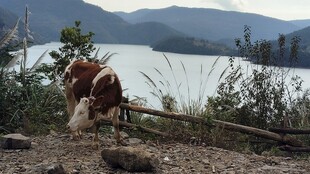 湖畔老黄牛郊野风光