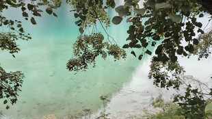 水面树影清新景致