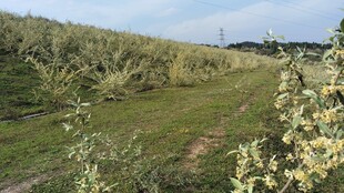 乡野土坝羊奶花