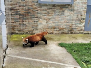 户外行走的小熊猫