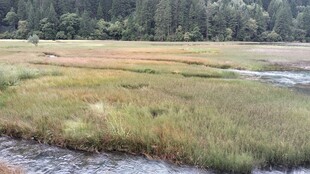 郊野湿地草甸风光