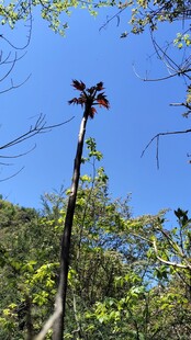 山野间的春芽