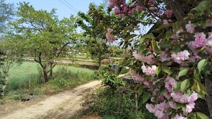 春日郊野花间小路