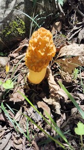林间野生羊肚菌
