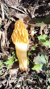 林间野生羊肚菌