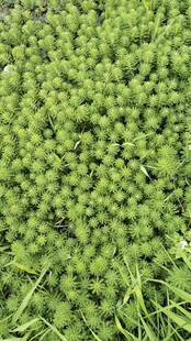 绿色密集草本植物特写