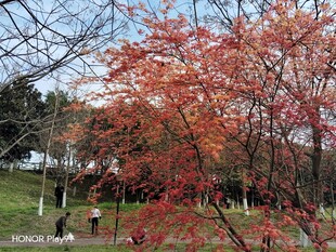 公园秋日红枫美景