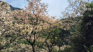 春日山野花林风光