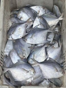新鲜海捕银鲳鱼