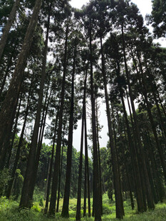 茂密松林