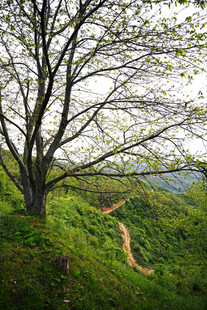 山野孤树