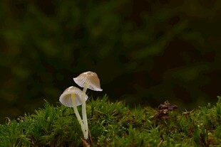 苔藓上的小蘑菇