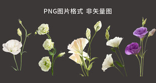 洋桔梗