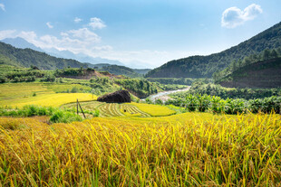 山间稻田丰收美景