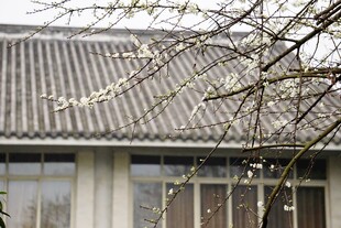 古建灰瓦檐下枝桠