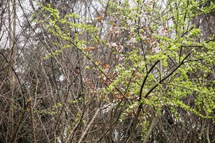 春日林间新绿枝叶