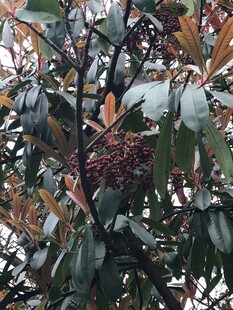 绿植枝叶自然特写