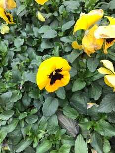 黄色三色堇花丛