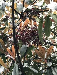 林间带果植物枝叶