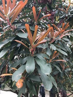 红芽绿植枝叶特写